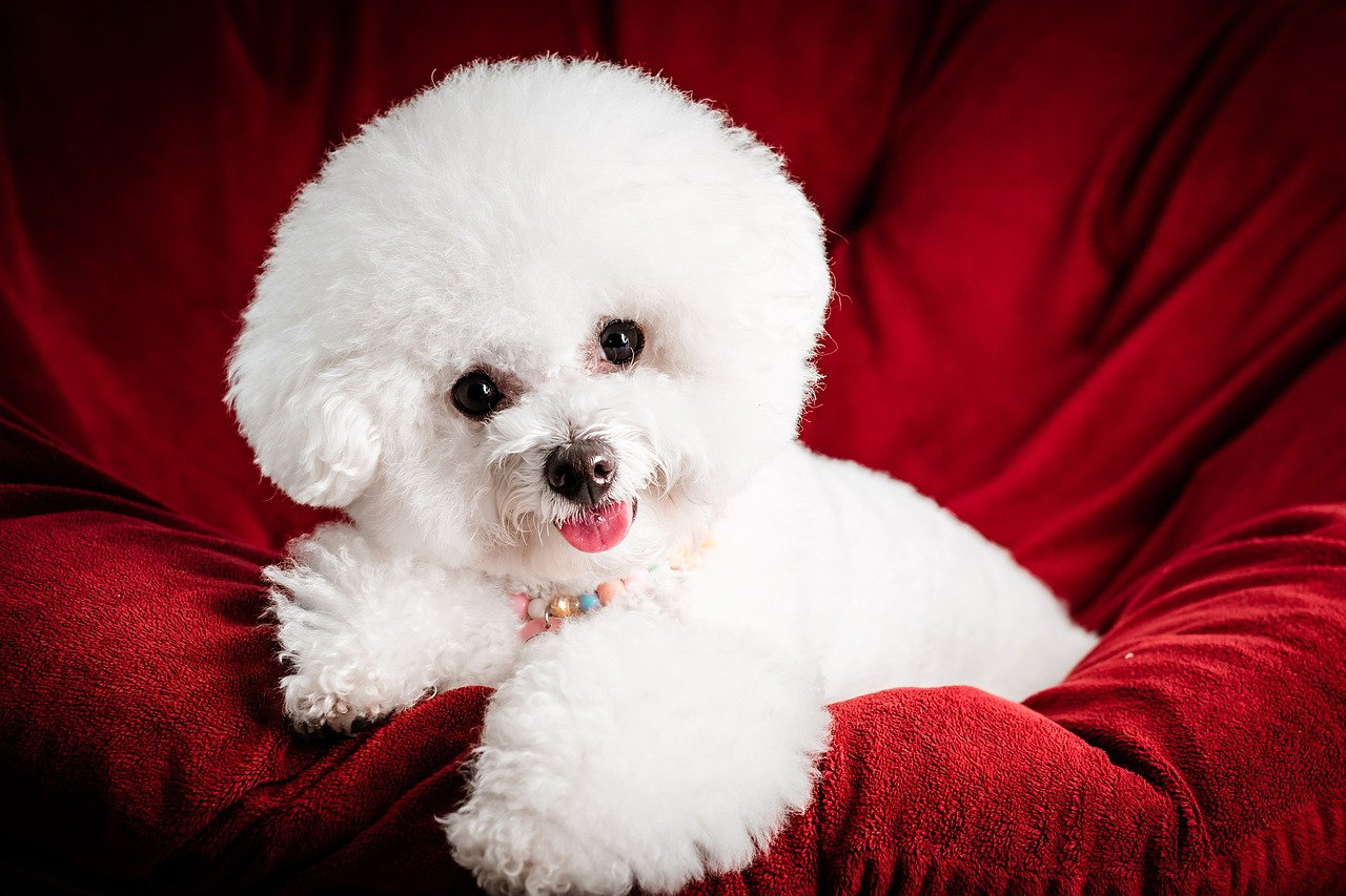 Exploring the Affectionate Nature of Poodles